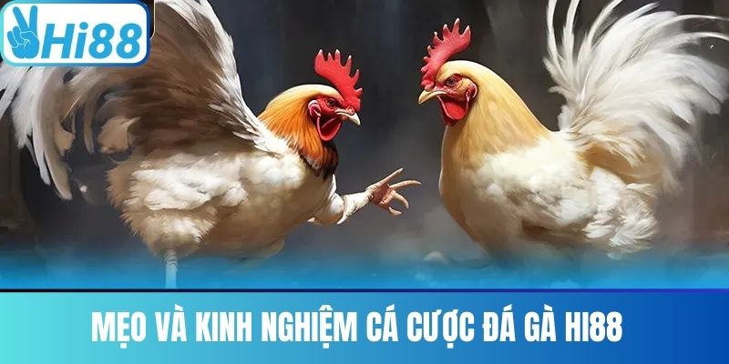 Mẹo và kinh nghiệm cá cược Đá gà Hi88